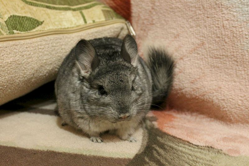 1920 X 1280 254.5 Kb  