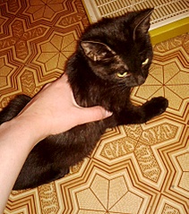1689 X 1920 989.4 Kb Срочно котенка-подобрашку в добрые руки