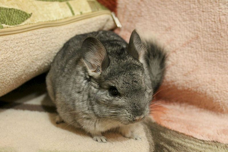 1920 X 1280 232.3 Kb  