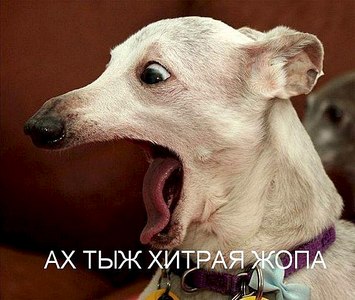 604 X 510  66.7 Kb  . !