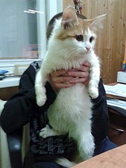 453 X 604 44.0 Kb СОС! Нужна передержка для котенка