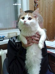 453 X 604 44.0 Kb 453 X 604 44.0 Kb СОС! Нужна передержка для котенка