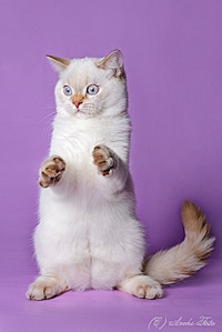 415 X 622 109.7 Kb 415 X 622 109.3 Kb Питомник'Gem Sweet'.Любимые британские ПЛЮШКИ.Британские котята: белые,черные,голубые