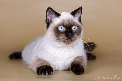622 X 415 78.6 Kb Питомник'Gem Sweet'.Любимые британские ПЛЮШКИ.Британские котята: белые,черные,голубые