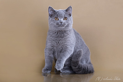 622 X 415 69.2 Kb 622 X 415 78.6 Kb Питомник'Gem Sweet'.Любимые британские ПЛЮШКИ.Британские котята: белые,черные,голубые