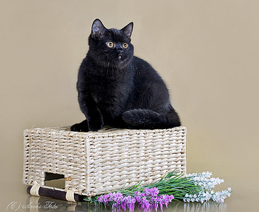 634 X 520 132.1 Kb 622 X 415 69.2 Kb 622 X 415 78.6 Kb Питомник'Gem Sweet'.Любимые британские ПЛЮШКИ.Британские котята: белые,черные,голубые