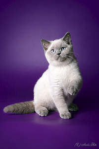 566 X 849 101.5 Kb 634 X 520 132.1 Kb 622 X 415 69.2 Kb 622 X 415 78.6 Kb Питомник'Gem Sweet'.Любимые британские ПЛЮШКИ.Британские котята: белые,черные,голубые