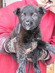 1920 X 2560 450.4 Kb ������ ������������ ������.