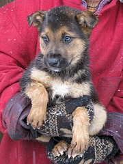 1920 X 2560 468.8 Kb 1920 X 2560 450.4 Kb ������ ������������ ������.