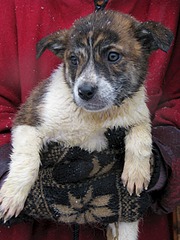 1920 X 2560 1011.8 Kb ������ ������������ ������.