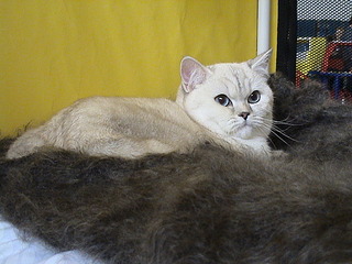 1152 X 864 499.0 Kb Питомник'Gem Sweet'.Любимые британские ПЛЮШКИ.Британские котята: белые,черные,голубые