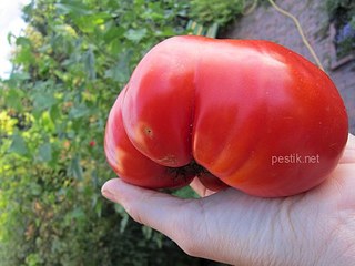 500 X 375  35.9 Kb ()  ,  4