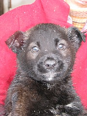 1920 X 2560 425.0 Kb Передержка ПростоКвашкино. ОЧЕНЬ МНОГО брошенных животных. Всегда НУЖНА ПОМОШЬ!