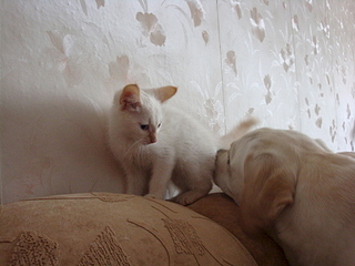 1920 X 1440 993.8 Kb Беленький котенок Марселло в добрые ручки