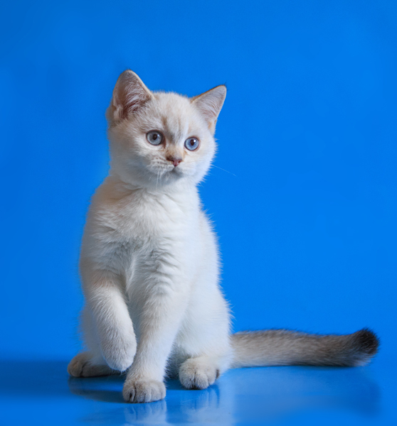 558 x 600 600 x 499 497 x 600     -