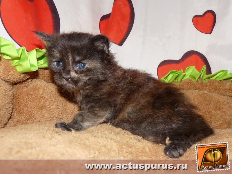 800 x 600 Питомник Мейн-кунов 'Аctus Рurus'. Ласковые ГИГАНТЫ.