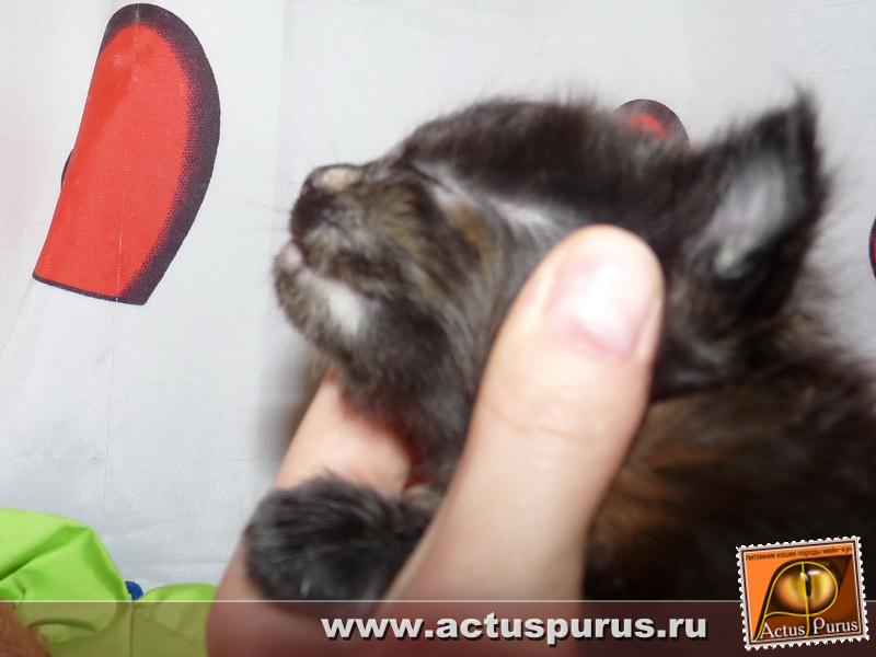 800 x 600 800 x 600 800 x 600 800 x 600 Питомник Мейн-кунов 'Аctus Рurus'. Ласковые ГИГАНТЫ.