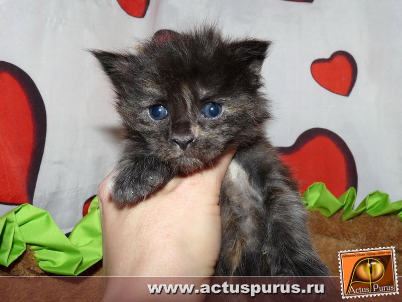 800 x 600 Питомник Мейн-кунов 'Аctus Рurus'. Ласковые ГИГАНТЫ.