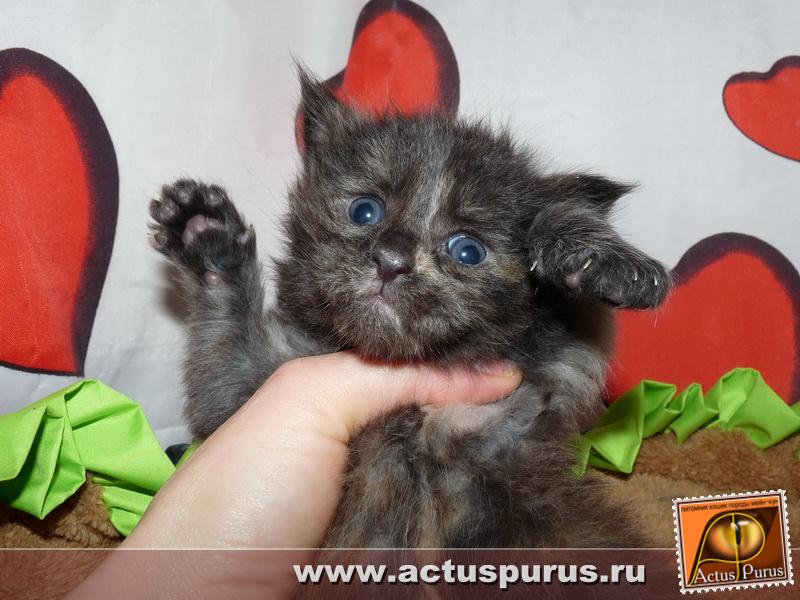 800 x 600 800 x 600 Питомник Мейн-кунов 'Аctus Рurus'. Ласковые ГИГАНТЫ.