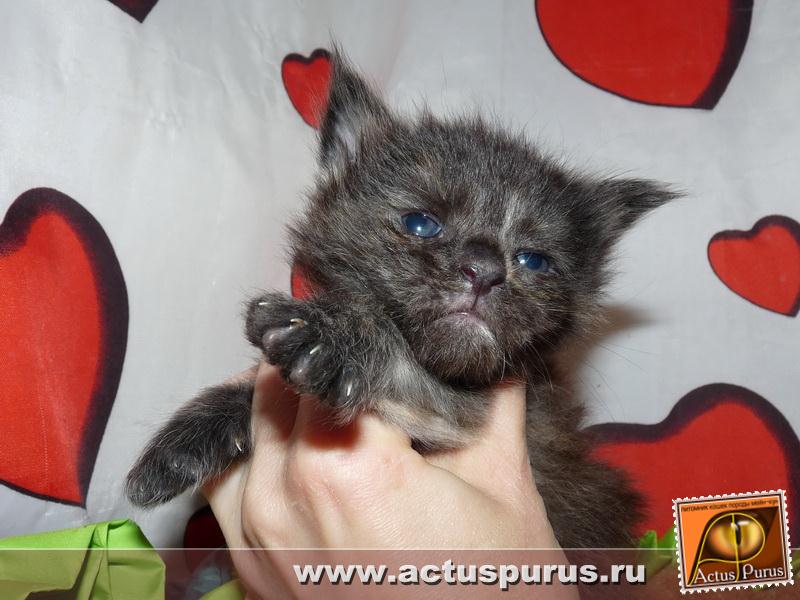 800 x 600 800 x 600 800 x 600 Питомник Мейн-кунов 'Аctus Рurus'. Ласковые ГИГАНТЫ.