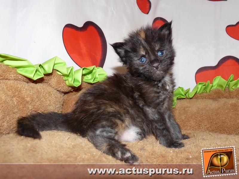 800 x 600 Питомник Мейн-кунов 'Аctus Рurus'. Ласковые ГИГАНТЫ.