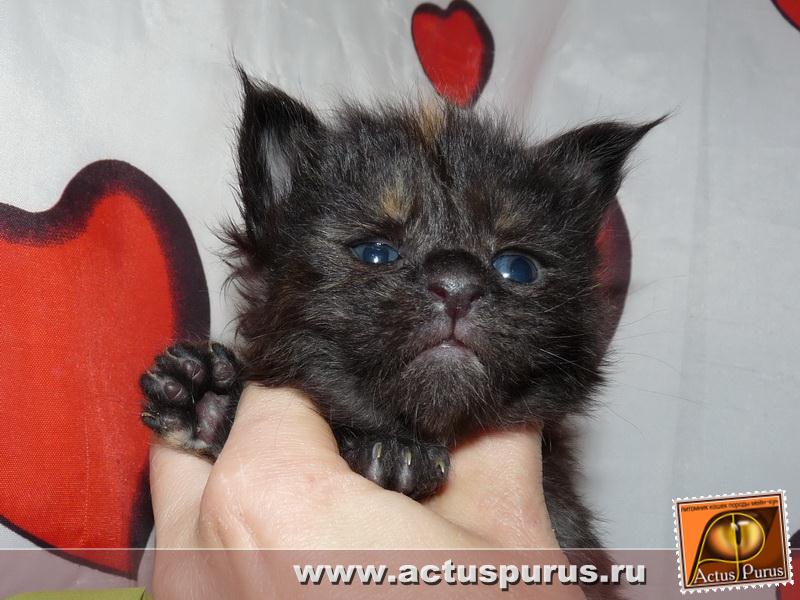 800 x 600 800 x 600 Питомник Мейн-кунов 'Аctus Рurus'. Ласковые ГИГАНТЫ.