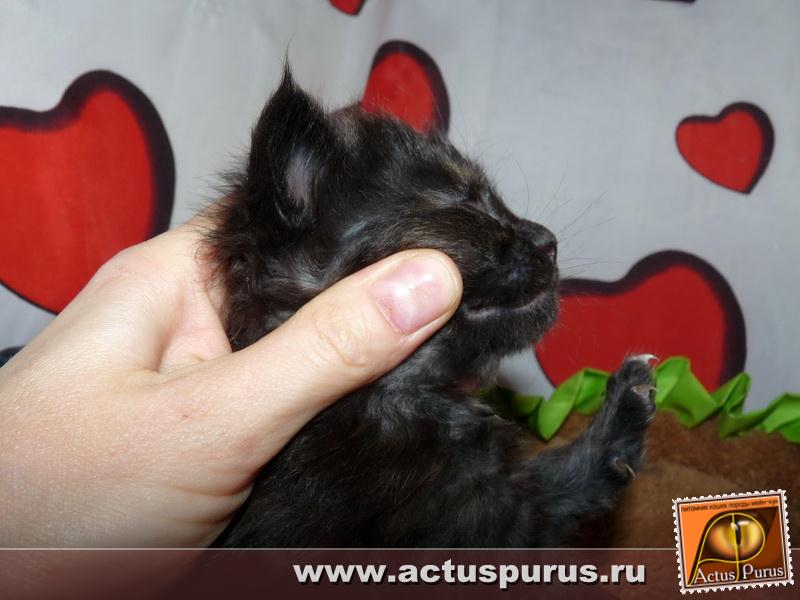 800 x 600 800 x 600 800 x 600 Питомник Мейн-кунов 'Аctus Рurus'. Ласковые ГИГАНТЫ.