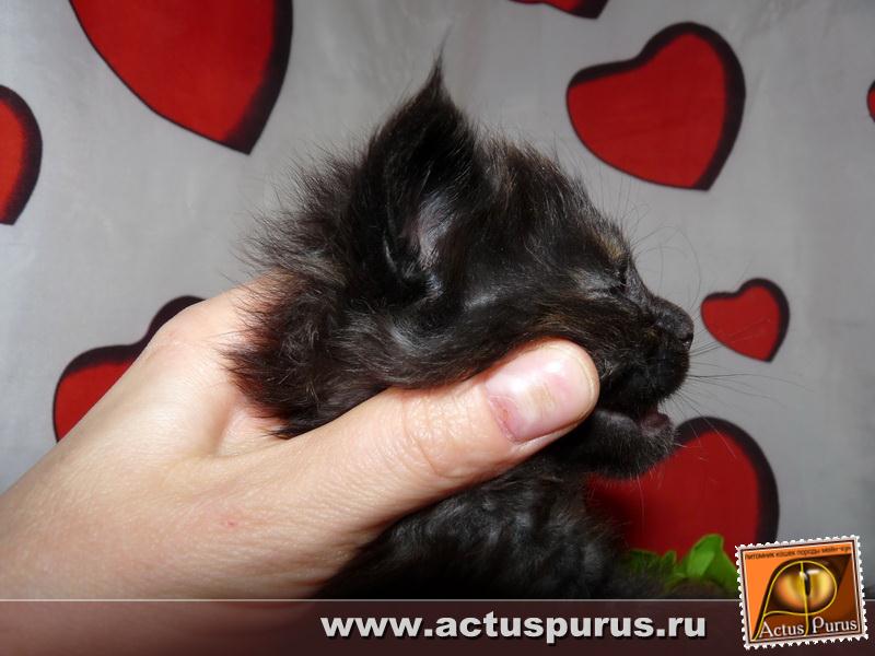 800 x 600 800 x 600 800 x 600 800 x 600 Питомник Мейн-кунов 'Аctus Рurus'. Ласковые ГИГАНТЫ.