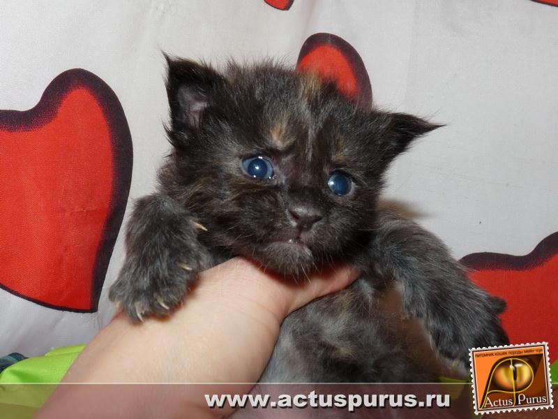 800 x 600 800 x 600 800 x 600 800 x 600 800 x 600 Питомник Мейн-кунов 'Аctus Рurus'. Ласковые ГИГАНТЫ.