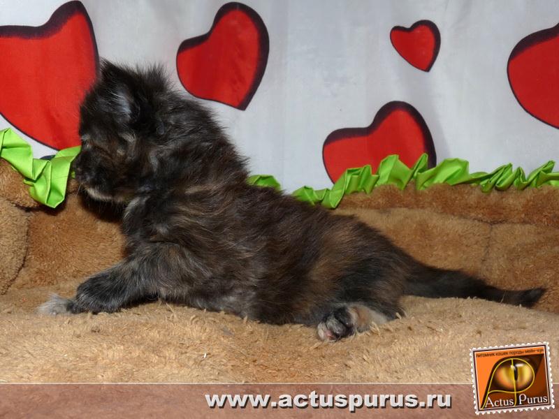 800 x 600 Питомник Мейн-кунов 'Аctus Рurus'. Ласковые ГИГАНТЫ.