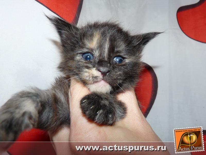 800 x 600 800 x 600 Питомник Мейн-кунов 'Аctus Рurus'. Ласковые ГИГАНТЫ.