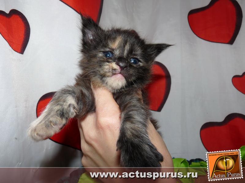 800 x 600 800 x 600 Питомник Мейн-кунов 'Аctus Рurus'. Ласковые ГИГАНТЫ.