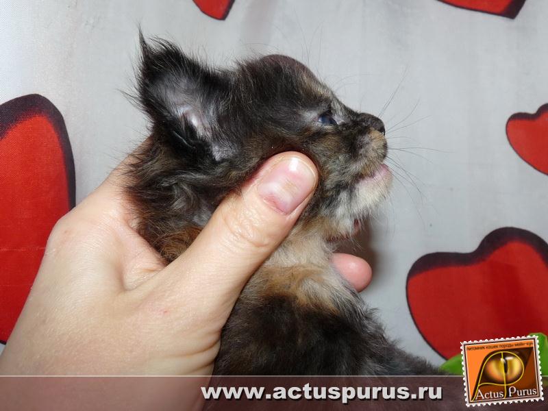 800 x 600 800 x 600 800 x 600 Питомник Мейн-кунов 'Аctus Рurus'. Ласковые ГИГАНТЫ.