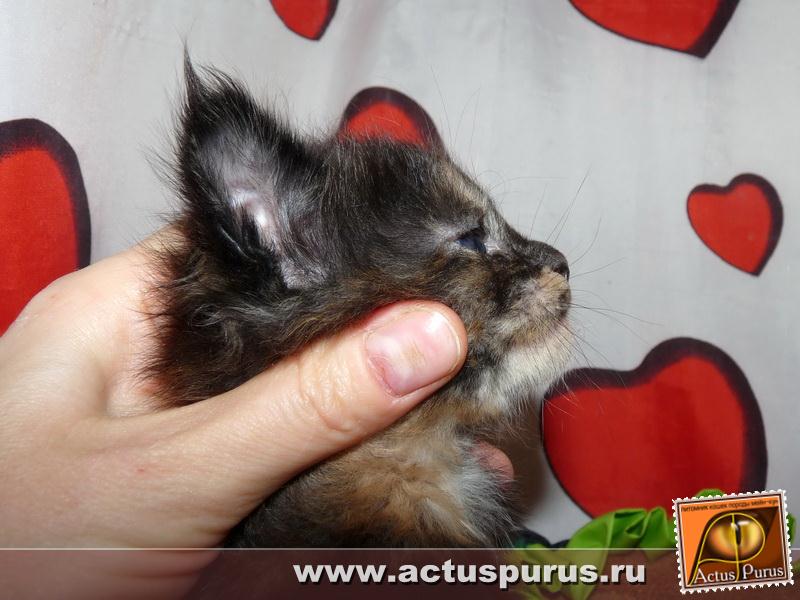 800 x 600 800 x 600 800 x 600 800 x 600 Питомник Мейн-кунов 'Аctus Рurus'. Ласковые ГИГАНТЫ.