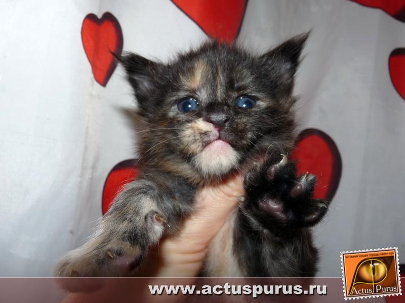 800 x 600 800 x 600 800 x 600 800 x 600 800 x 600 Питомник Мейн-кунов 'Аctus Рurus'. Ласковые ГИГАНТЫ.