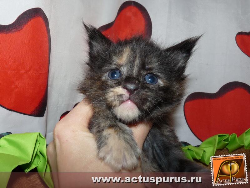 800 x 600 Питомник Мейн-кунов 'Аctus Рurus'. Ласковые ГИГАНТЫ.