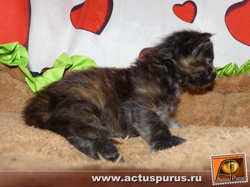 800 x 600 800 x 600 Питомник Мейн-кунов 'Аctus Рurus'. Ласковые ГИГАНТЫ.