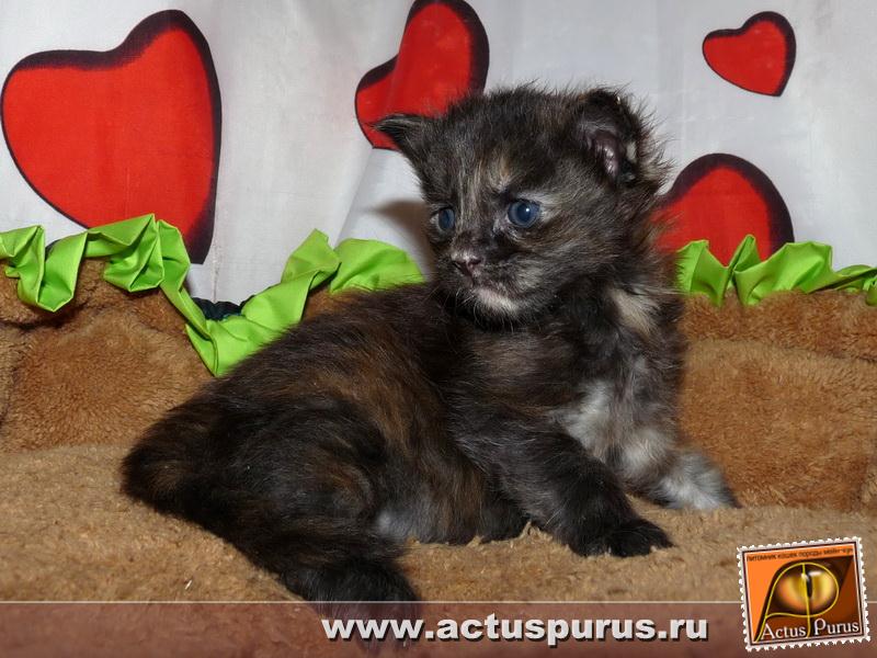 800 x 600 800 x 600 800 x 600 Питомник Мейн-кунов 'Аctus Рurus'. Ласковые ГИГАНТЫ.