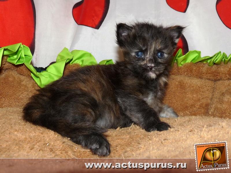 800 x 600 800 x 600 800 x 600 800 x 600 Питомник Мейн-кунов 'Аctus Рurus'. Ласковые ГИГАНТЫ.