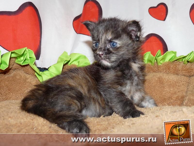 800 x 600 800 x 600 800 x 600 800 x 600 800 x 600 Питомник Мейн-кунов 'Аctus Рurus'. Ласковые ГИГАНТЫ.
