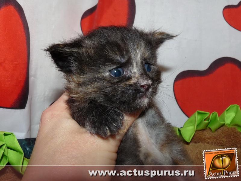 800 x 600 Питомник Мейн-кунов 'Аctus Рurus'. Ласковые ГИГАНТЫ.