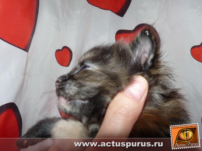 800 x 600 800 x 600 Питомник Мейн-кунов 'Аctus Рurus'. Ласковые ГИГАНТЫ.