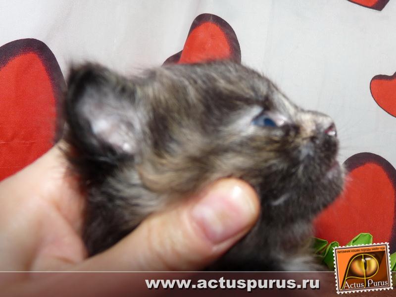 800 x 600 800 x 600 800 x 600 Питомник Мейн-кунов 'Аctus Рurus'. Ласковые ГИГАНТЫ.