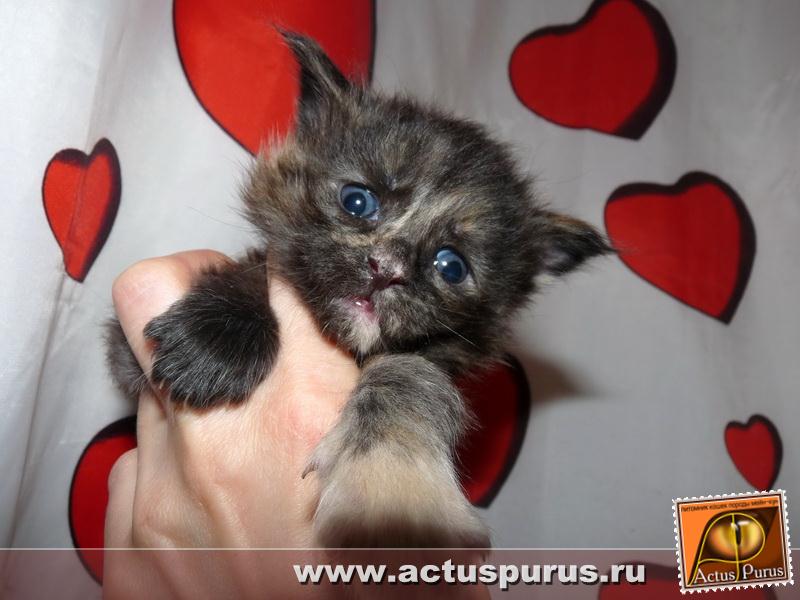 800 x 600 800 x 600 800 x 600 800 x 600 Питомник Мейн-кунов 'Аctus Рurus'. Ласковые ГИГАНТЫ.