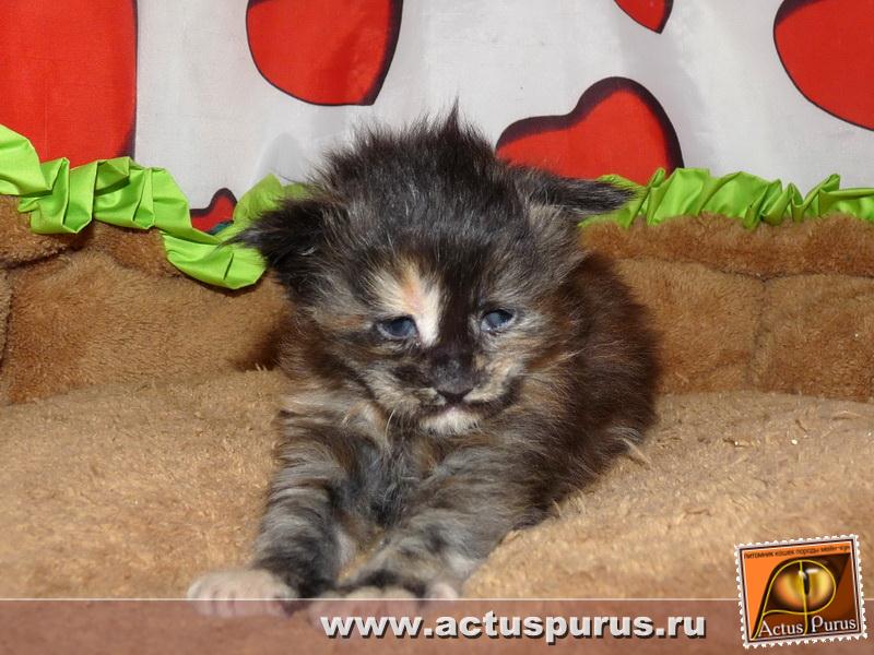 800 x 600 800 x 600 Питомник Мейн-кунов 'Аctus Рurus'. Ласковые ГИГАНТЫ.