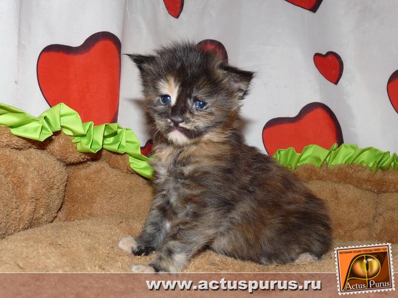 800 x 600 800 x 600 800 x 600 800 x 600 Питомник Мейн-кунов 'Аctus Рurus'. Ласковые ГИГАНТЫ.