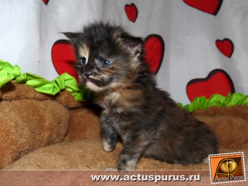 800 x 600 800 x 600 800 x 600 800 x 600 800 x 600 Питомник Мейн-кунов 'Аctus Рurus'. Ласковые ГИГАНТЫ.