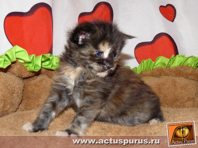 800 x 600 800 x 600 Питомник Мейн-кунов 'Аctus Рurus'. Ласковые ГИГАНТЫ.