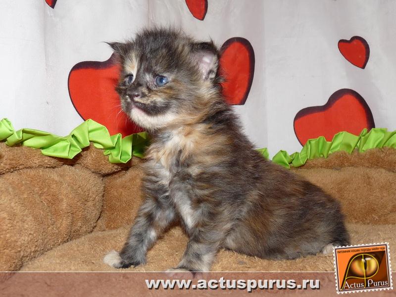 800 x 600 800 x 600 800 x 600 Питомник Мейн-кунов 'Аctus Рurus'. Ласковые ГИГАНТЫ.