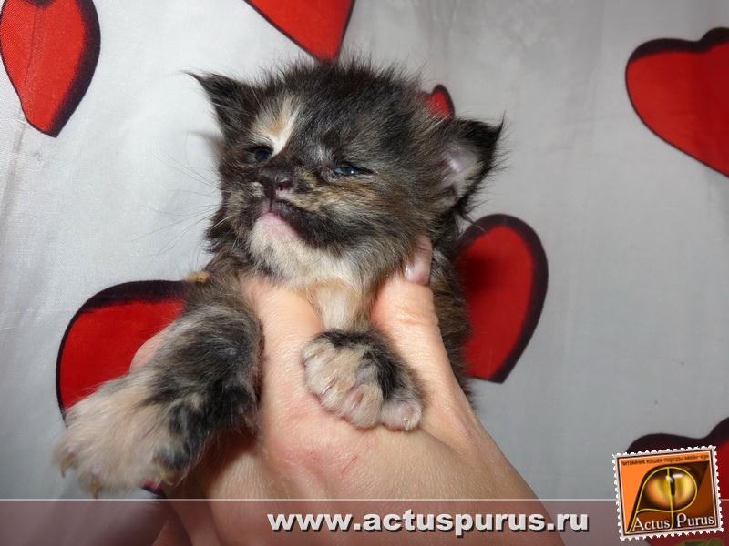 800 x 600 800 x 600 800 x 600 800 x 600 Питомник Мейн-кунов 'Аctus Рurus'. Ласковые ГИГАНТЫ.